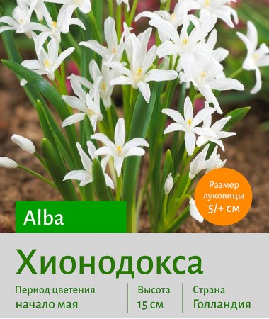  Хионодокса (Chionodoxa) Alba